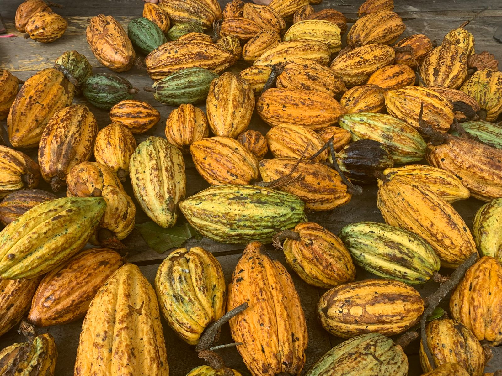 WhatsApp Image 2025-10-21 at 12.30.26 (4).jpeg